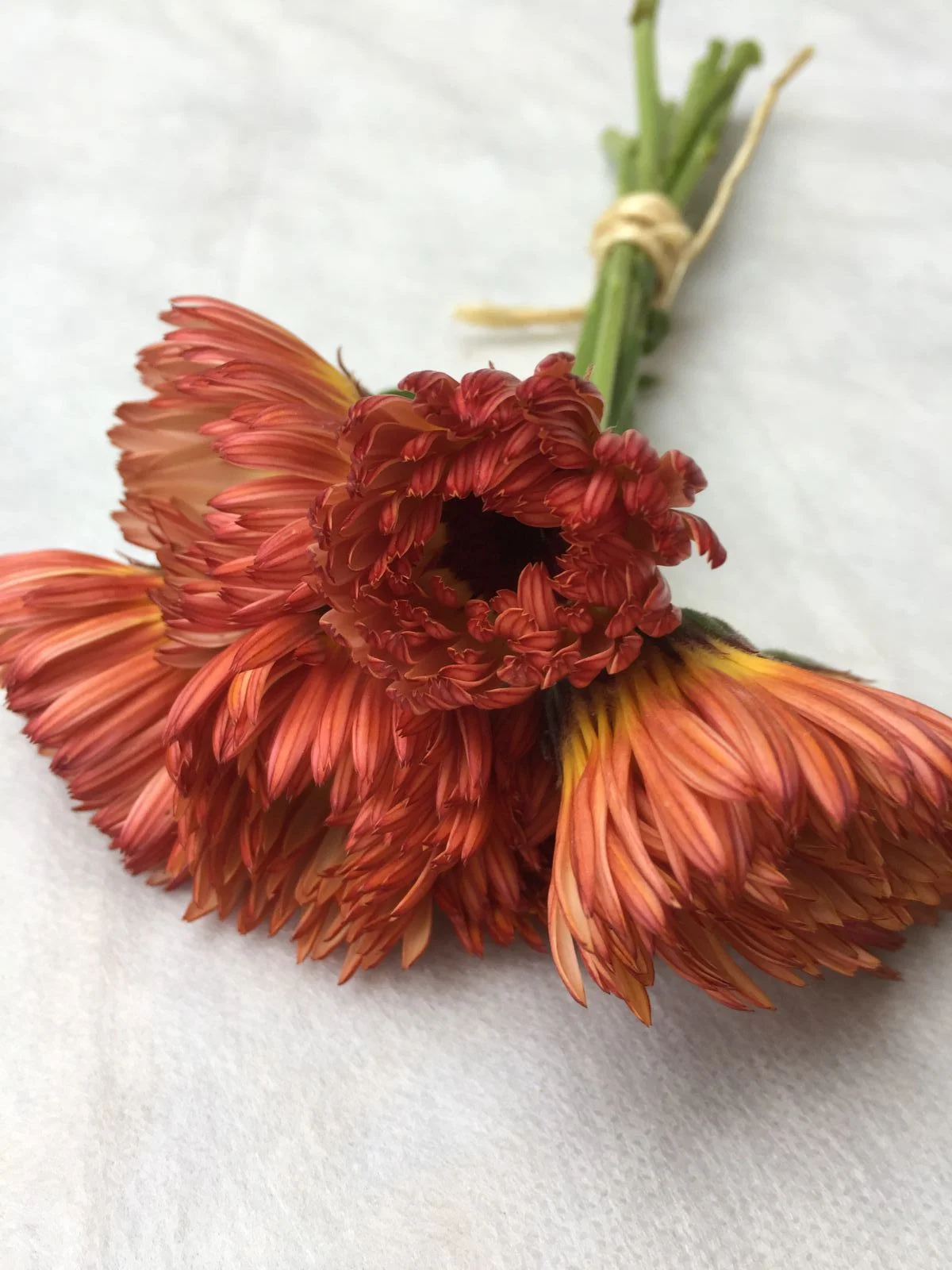 Zeolights Calendula