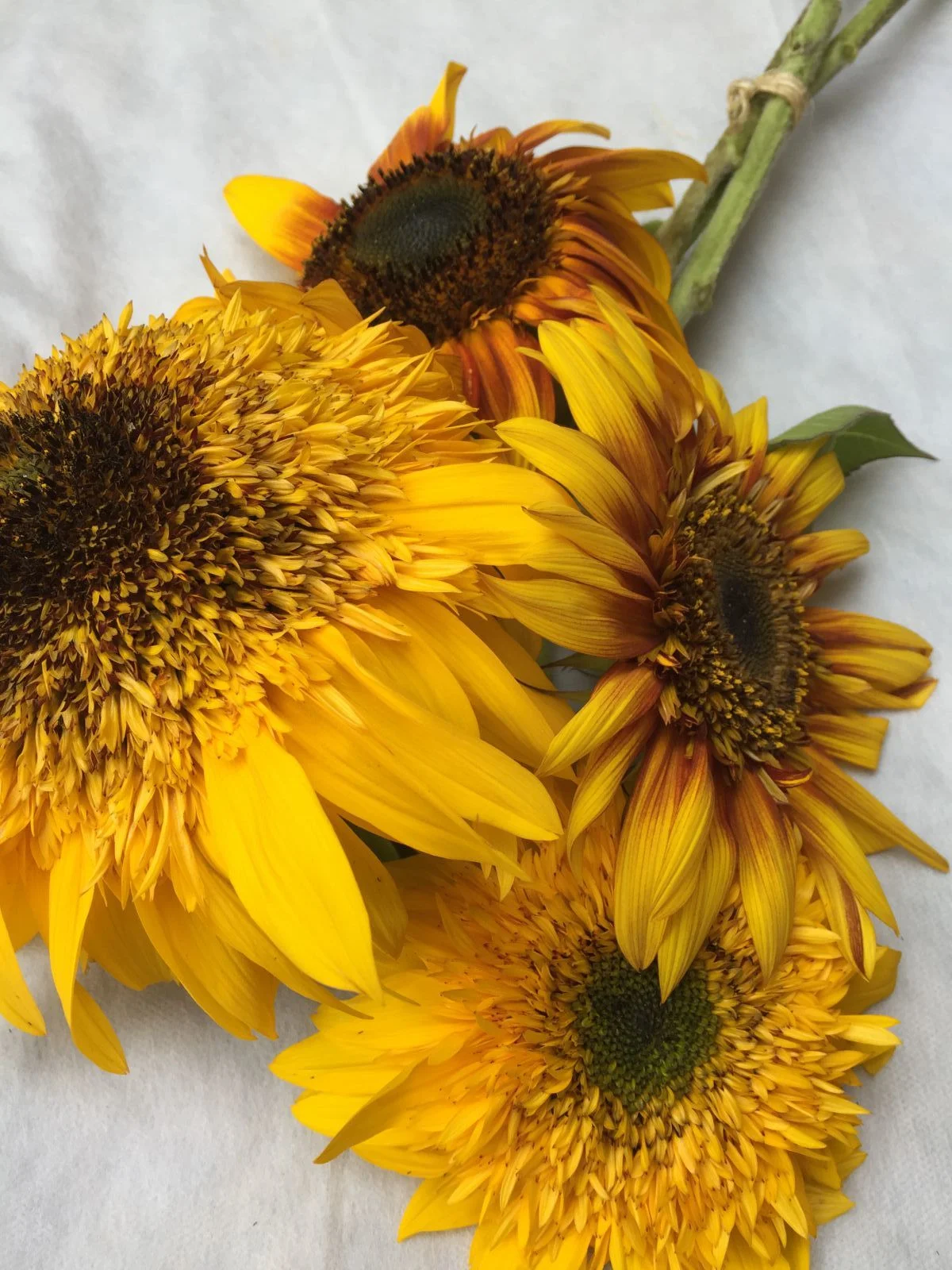 Tiger Teddy Sunflower