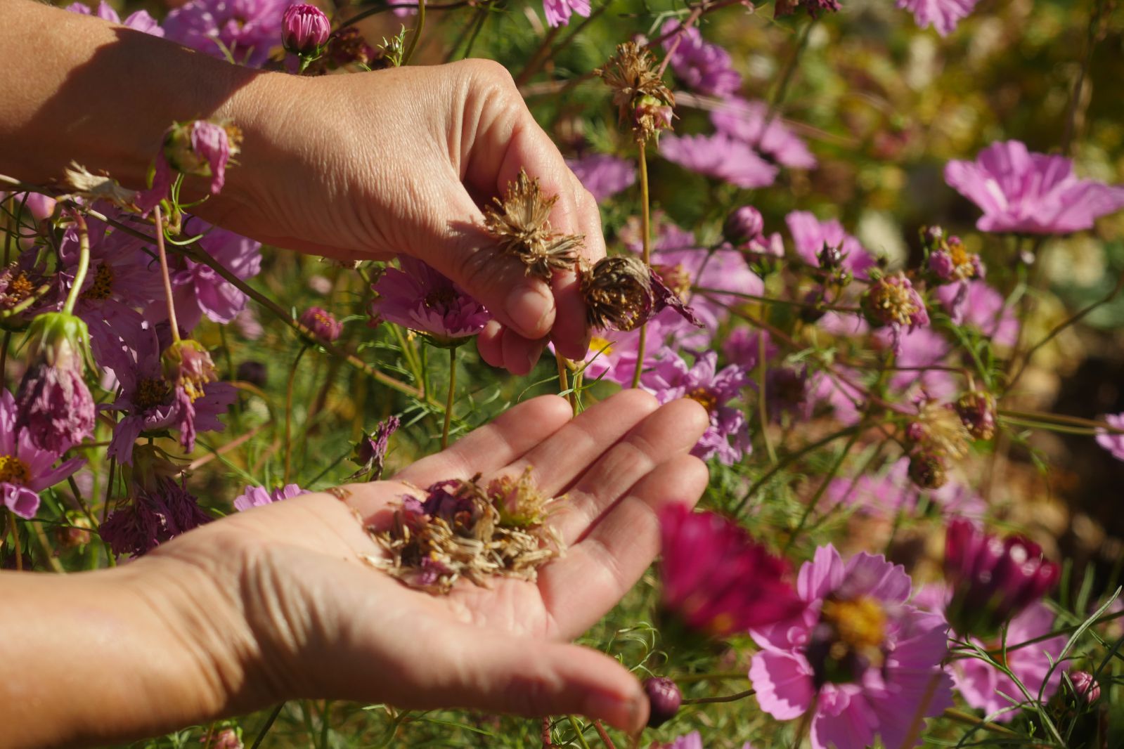 Saving seeds from Cosmos, an easy-to-grow mainstay of the summer garden ...