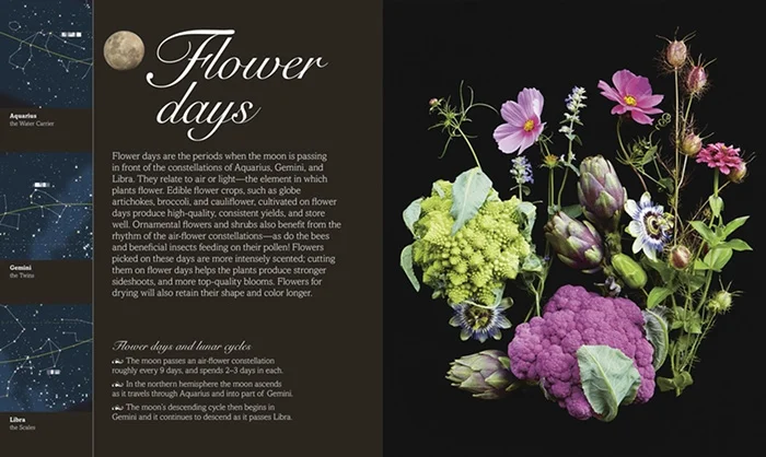 Biodynamic flower day.jpg