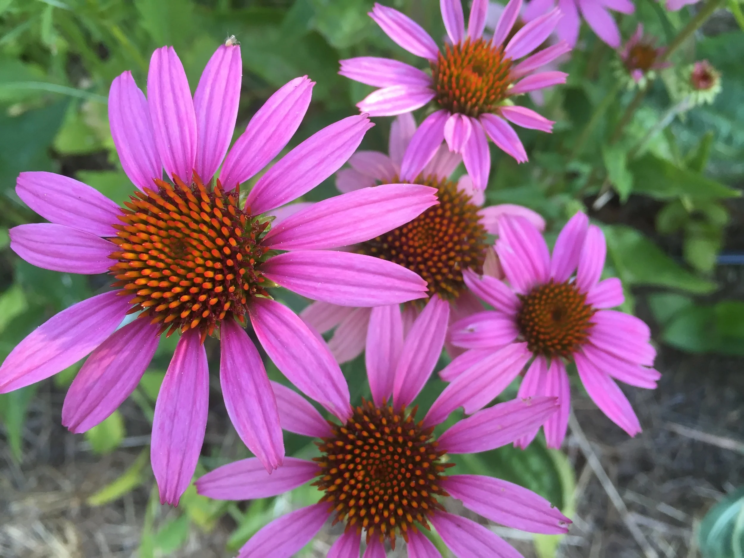 Planning Your Flower Seed Sowing Calendar