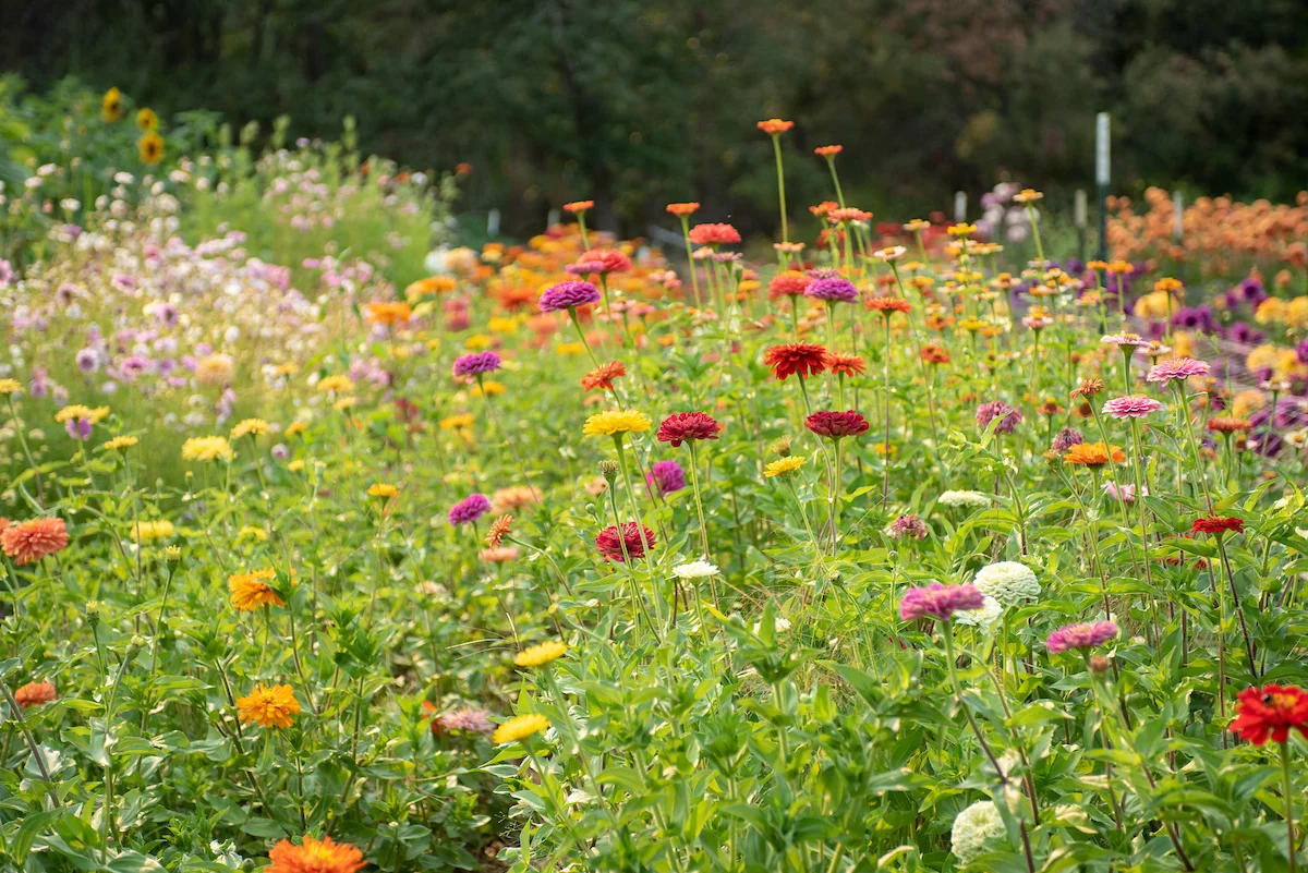 zinnias med.jpg