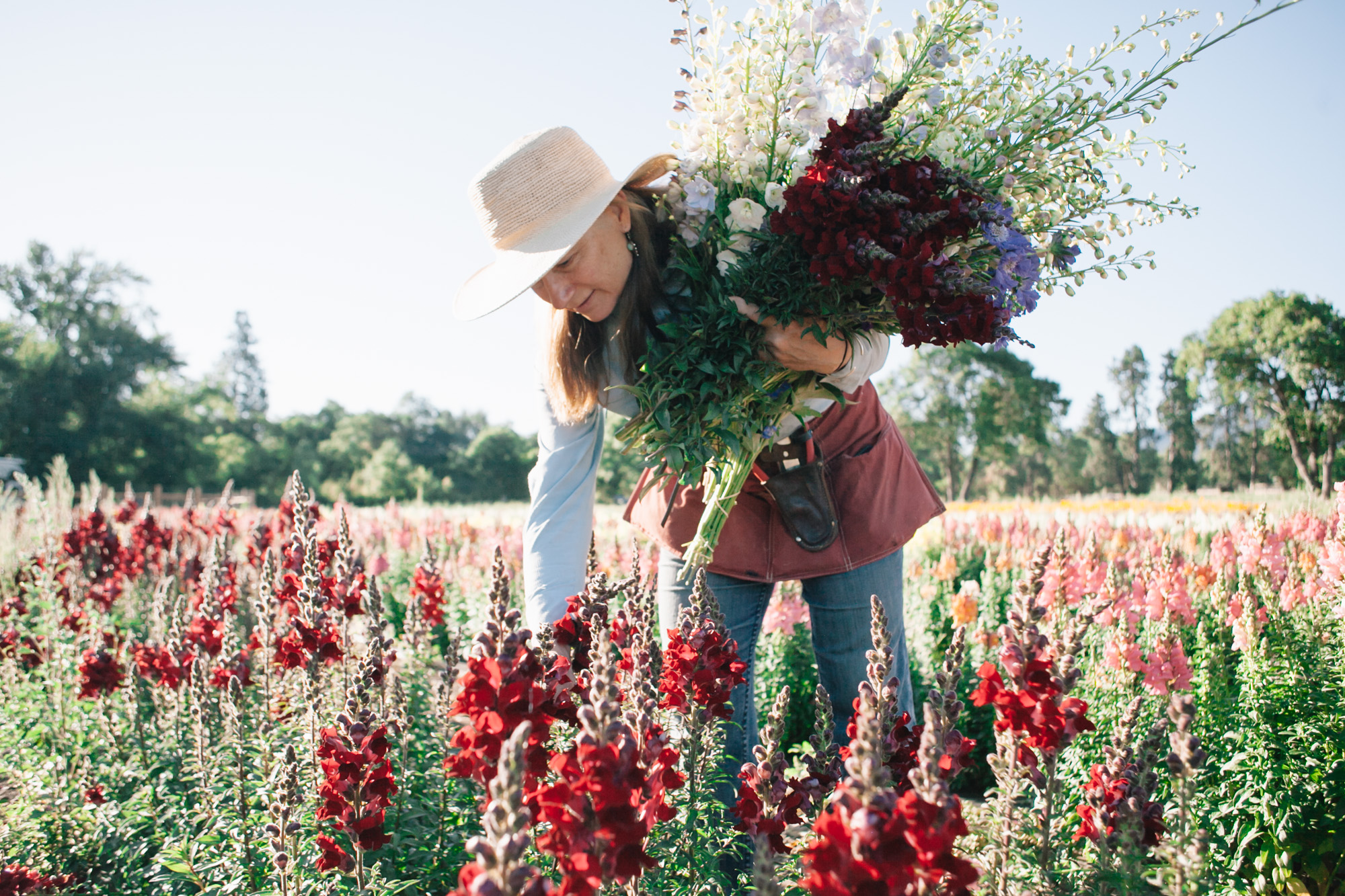  Joan Thorndike of Le Mera Gardens and Fry Family Farm picks snapdragons. 