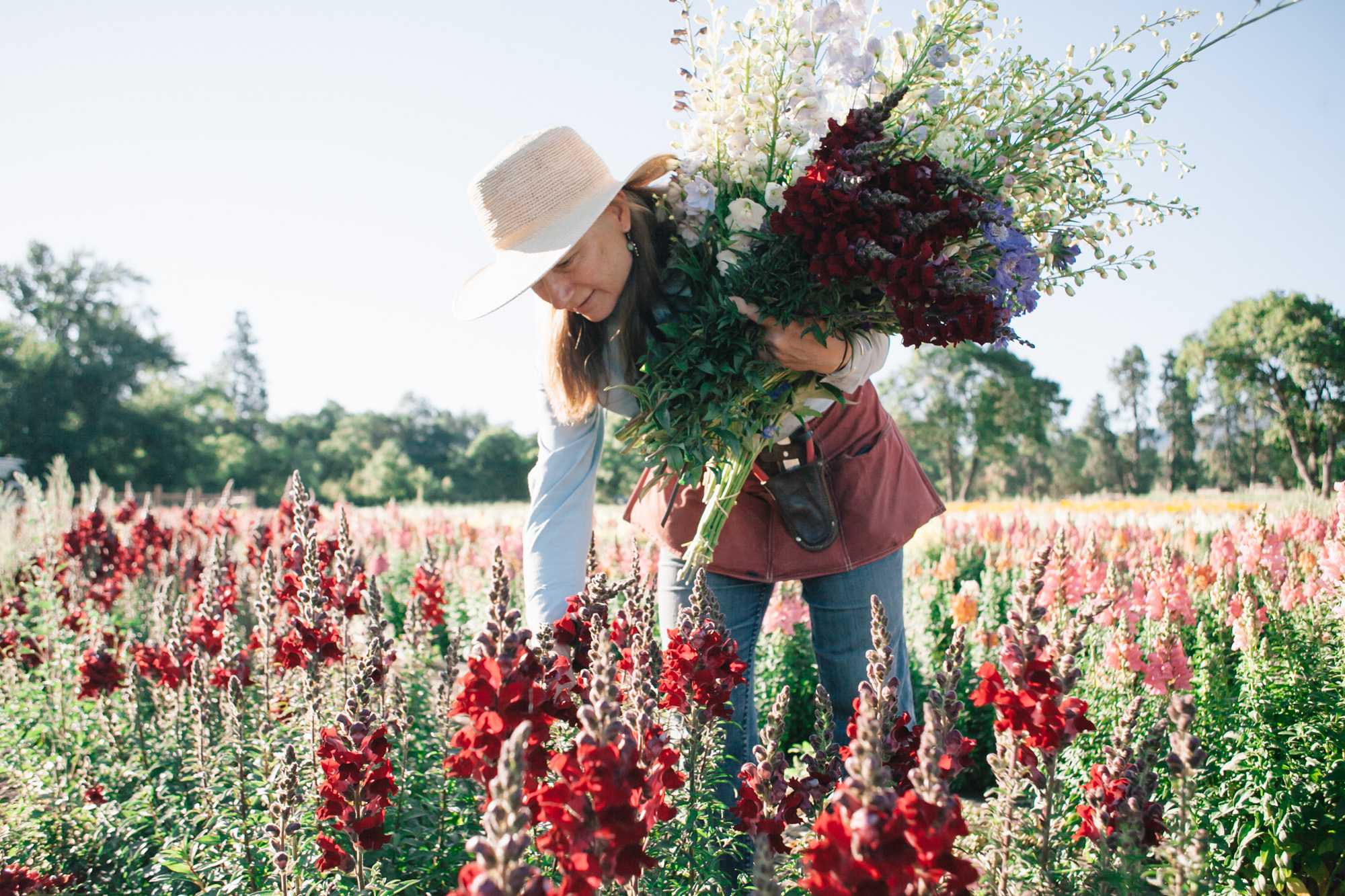 Joan Thorndike of Le Mera Gardens and Fry Family Farm picks snapdragons.
