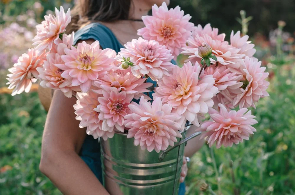 fall planting wildflower seeds Perennial Wildflower Seed Mix  SurvivalGardenSeeds