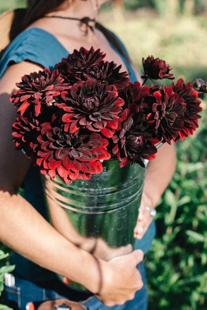 Karma Chocolate Dahlia  Flora