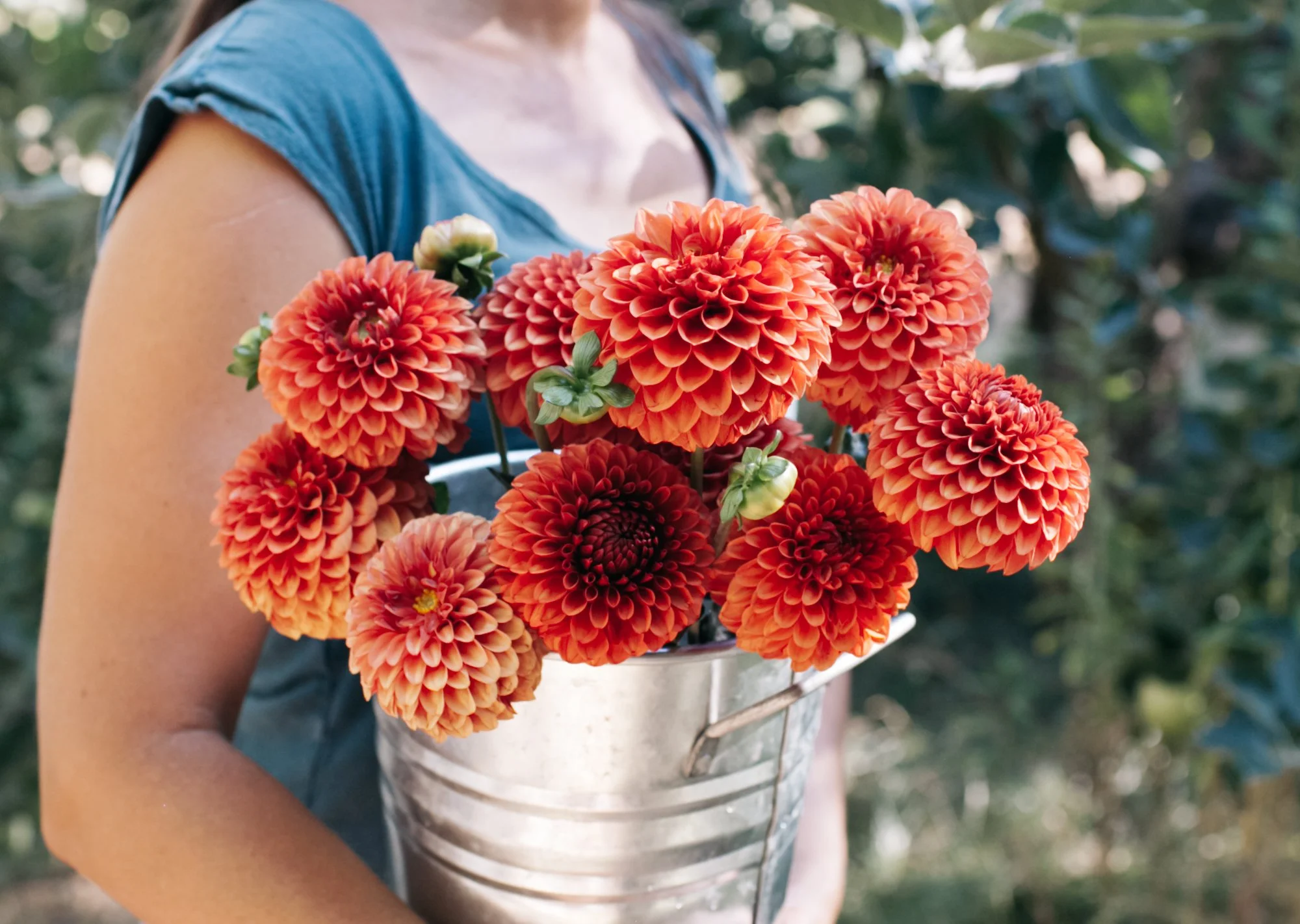 CSA - Dahlia Share