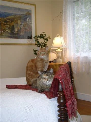 kittens.jpg