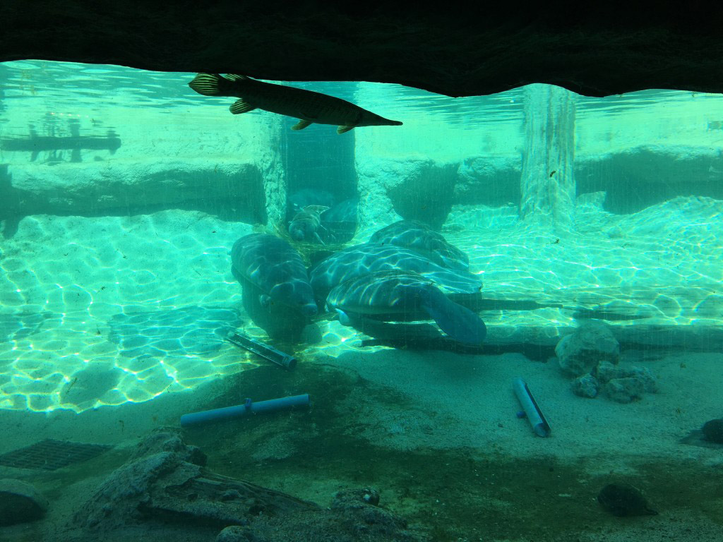 Lowery Park manatee.jpg