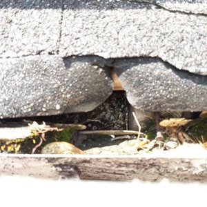 water damage gutter system exposed+wood-on+roofline-chicago-IL.jpg