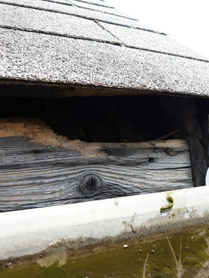 Moldy wood prevention with gutter maintnenance this exposed wood-animal opening-chicago-IL.jpg