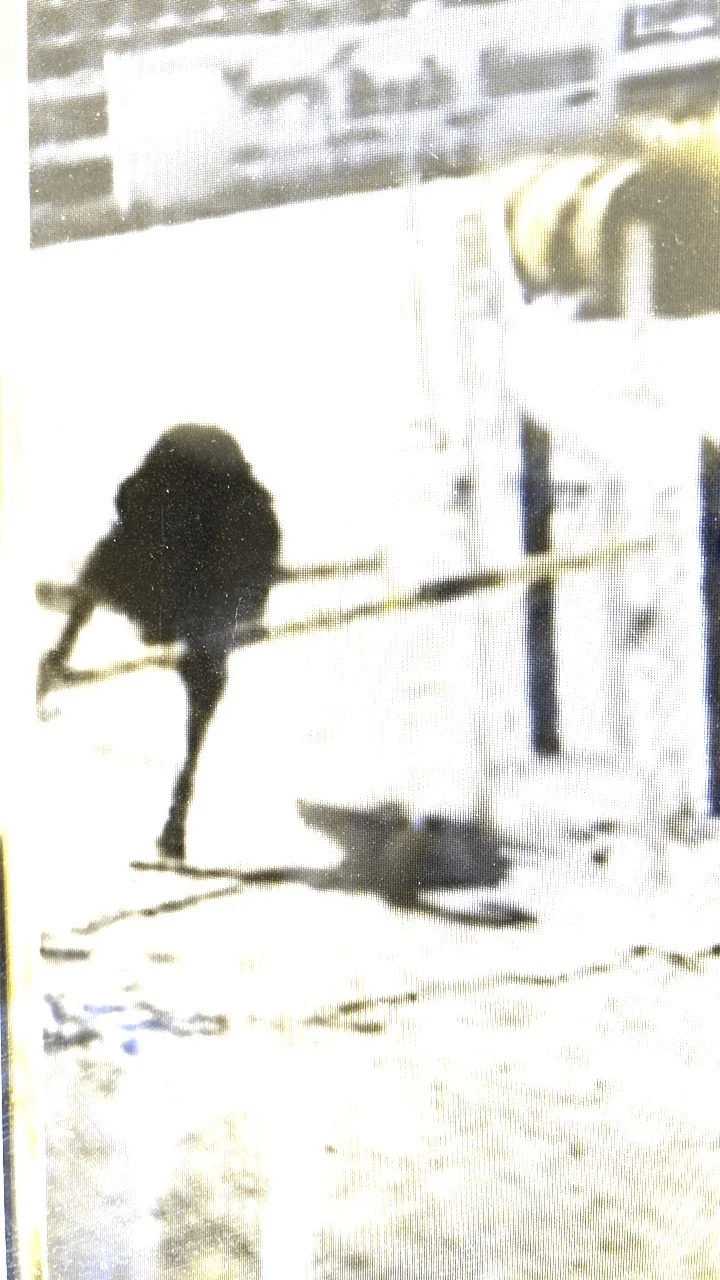 From dog's eye view, at high speed, the most dominant information in this photo are the dark, vertical posts.
