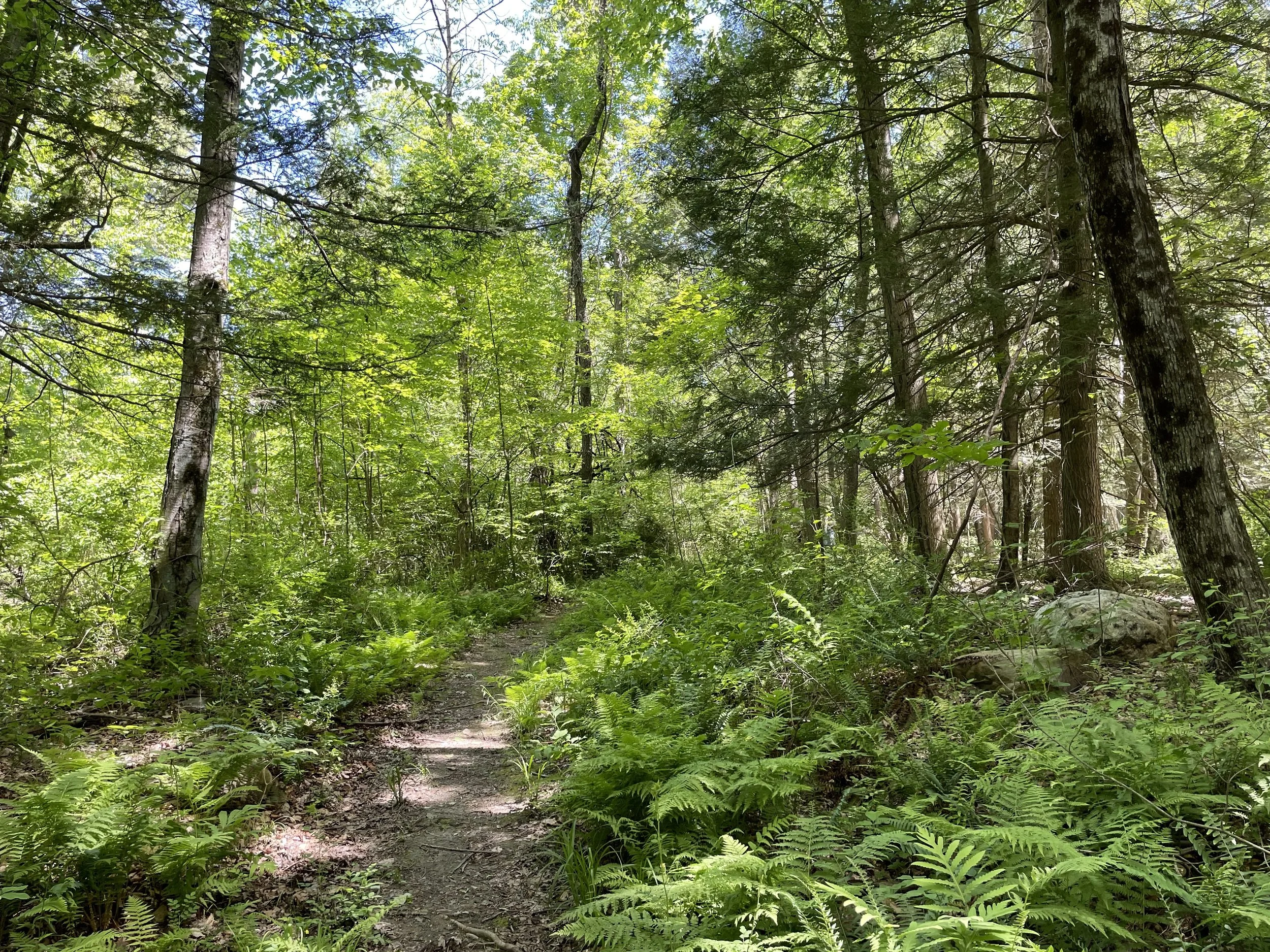 Forest 1.jpg