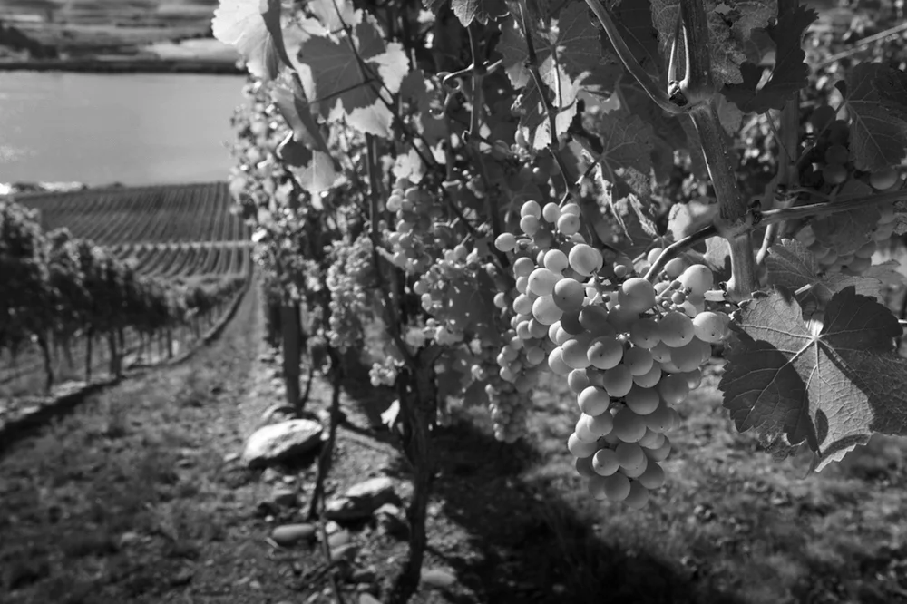 GLS_Mishas Vineyard Wines Ltd_90.jpg