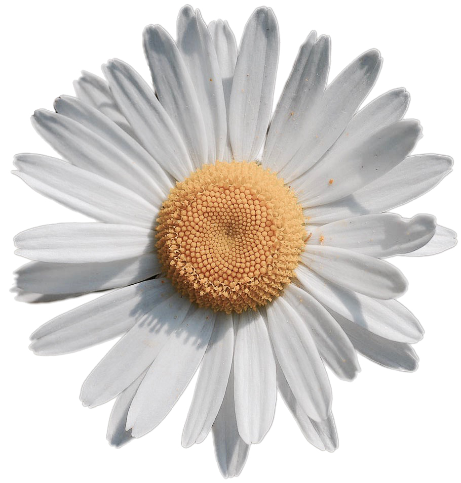 flowerfade.jpg