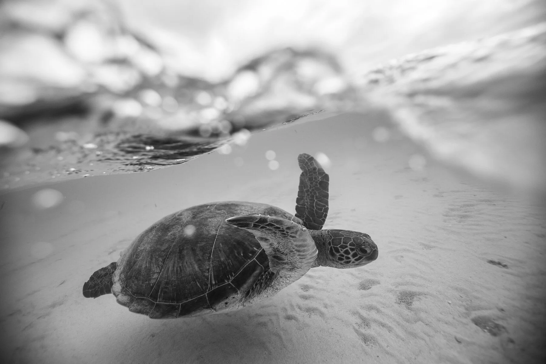 Beau_Pilgrim_Photography_Black_&_White-3.jpg