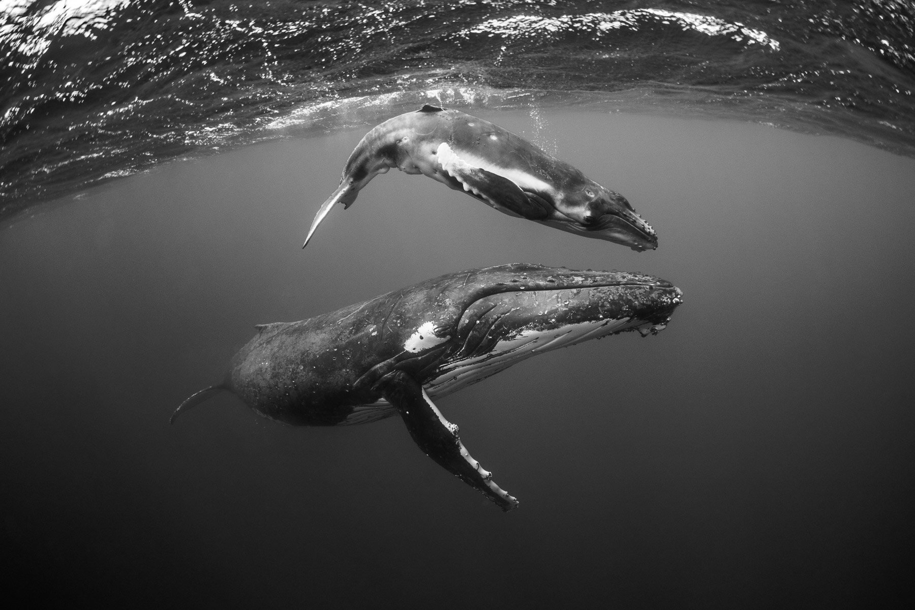 Beau_Pilgrim_Photography_Black_&_White-5.jpg