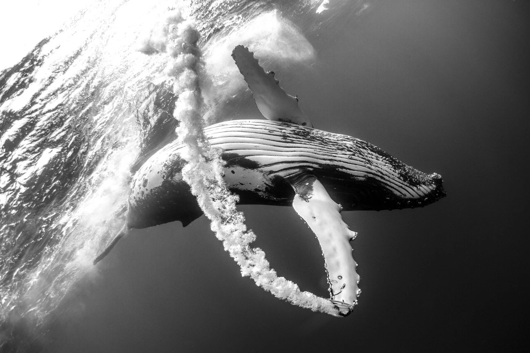 Beau_Pilgrim_Photography_Black_&_White-8.jpg