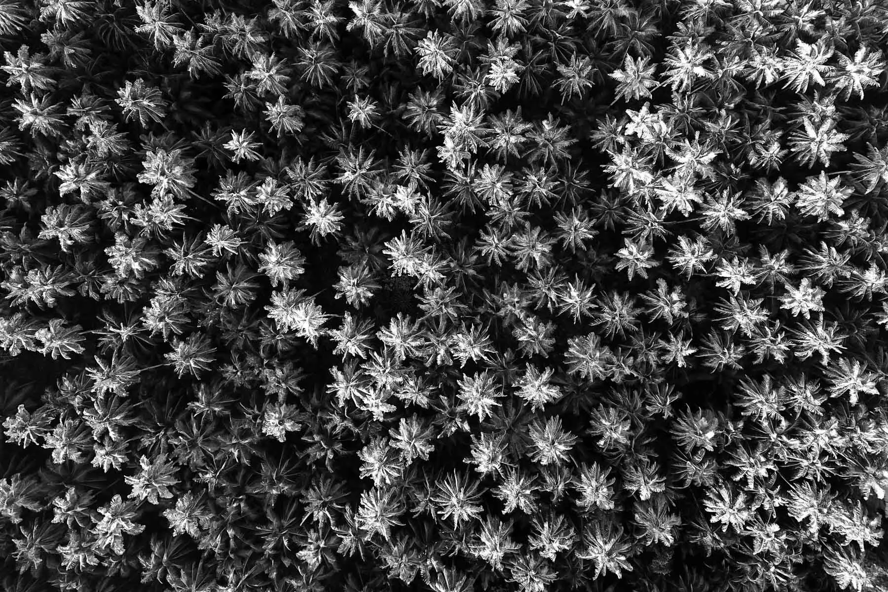 Beau_Pilgrim_Photography_Black_&_White-35.jpg