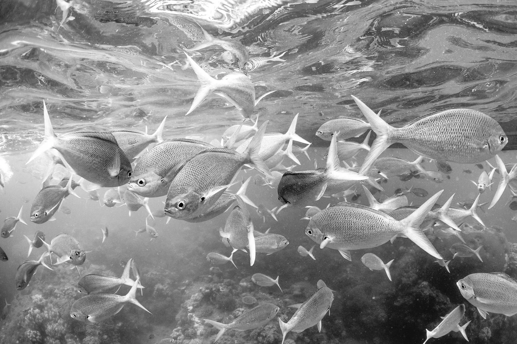 Beau_Pilgrim_Photography_Black_&_White-37.jpg