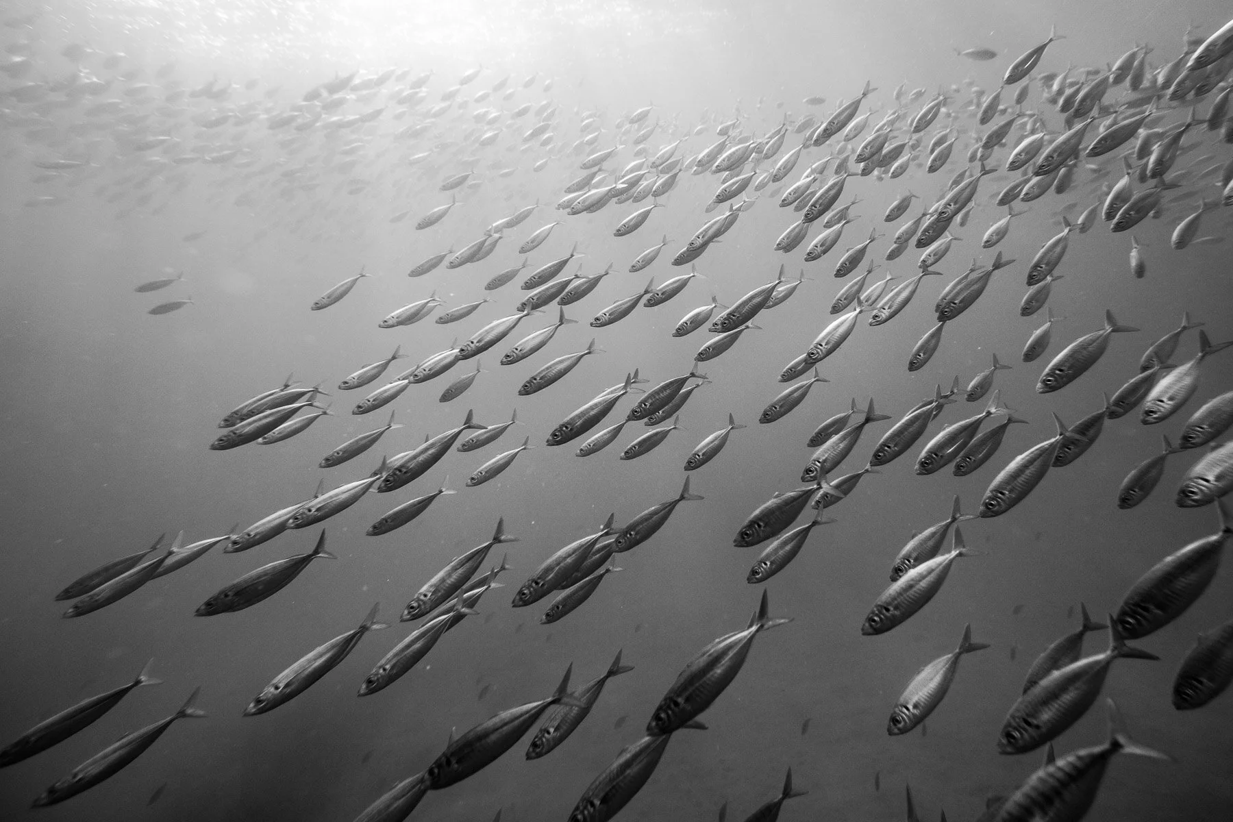 Beau_Pilgrim_Photography_Black_&_White-38.jpg