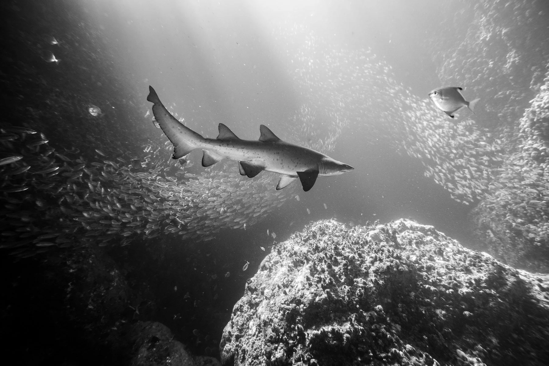 Beau_Pilgrim_Photography_Black_&_White-42.jpg