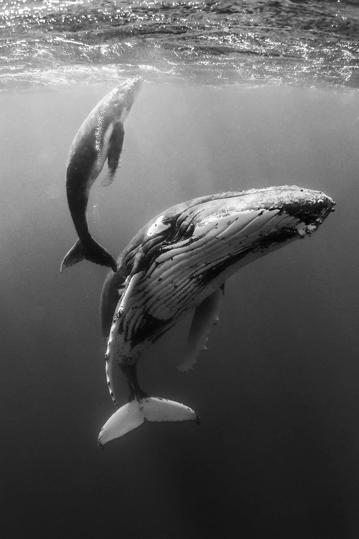 Beau_Pilgrim_Photography_Black_&_White-45.jpg