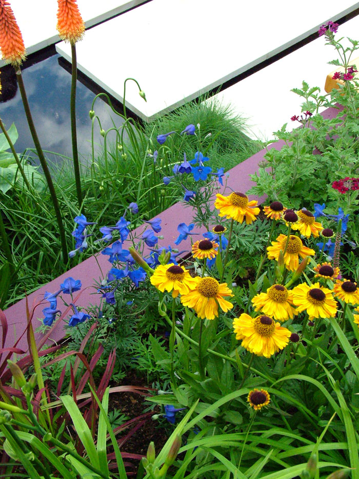 yellow-blue-flowers.jpg