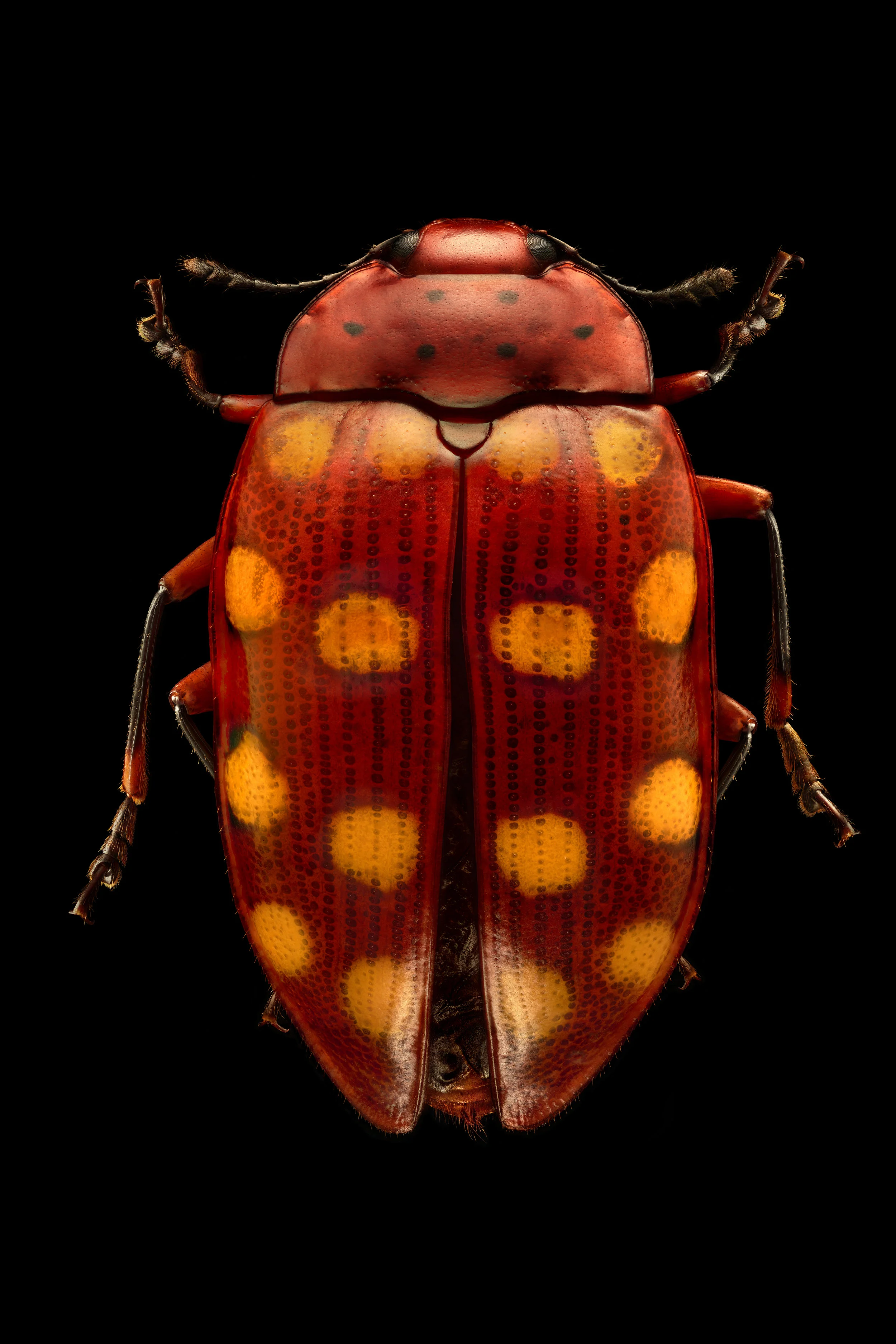 Pleasing Fungus Beetle.jpg