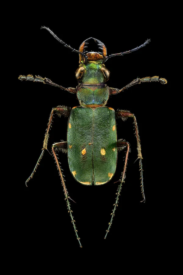 Green Tiger Beetle.jpg