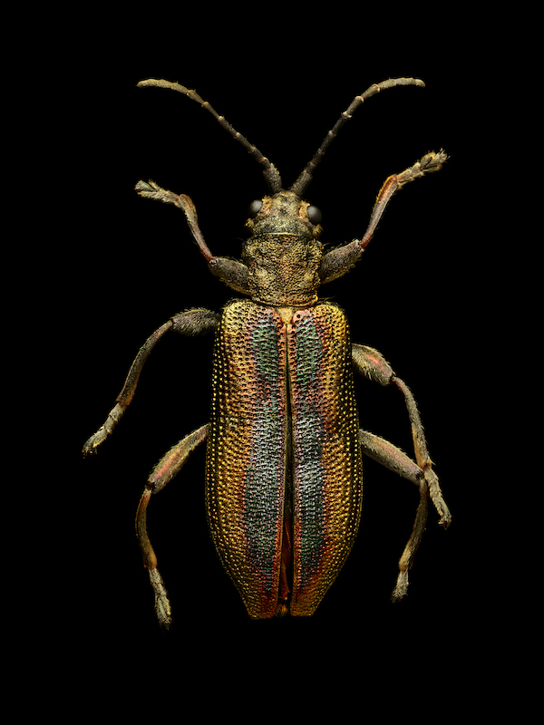 Common Reed Beetle.jpg