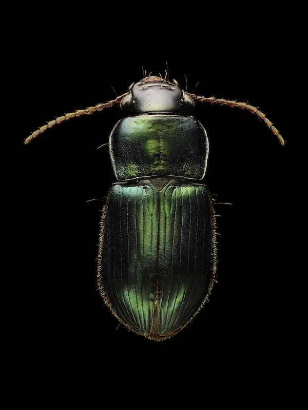 Ground Beetle.jpg