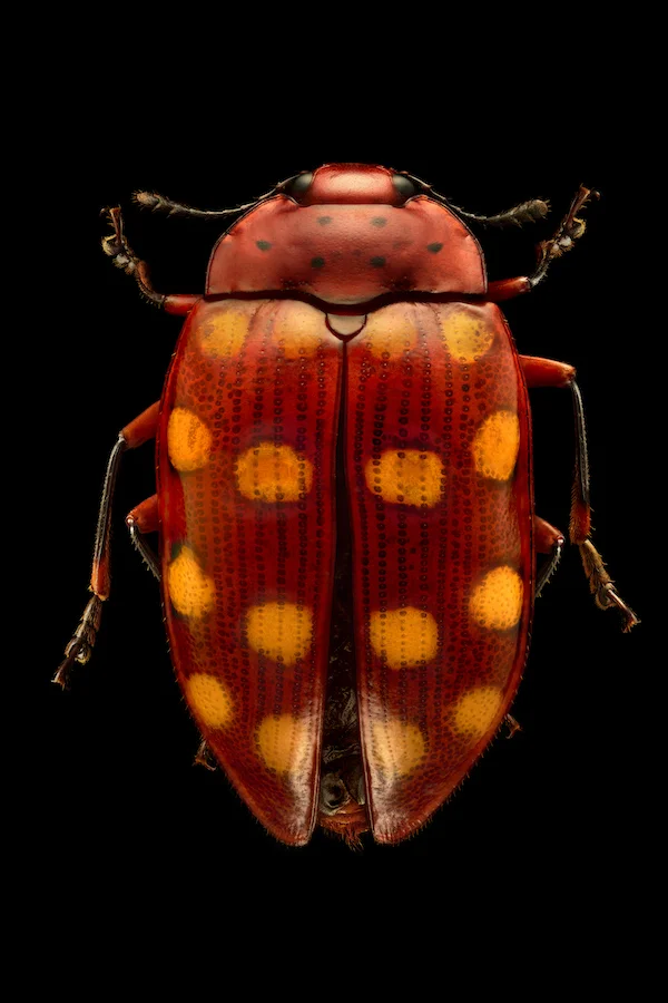 Pleasing Fungus Beetle.jpg