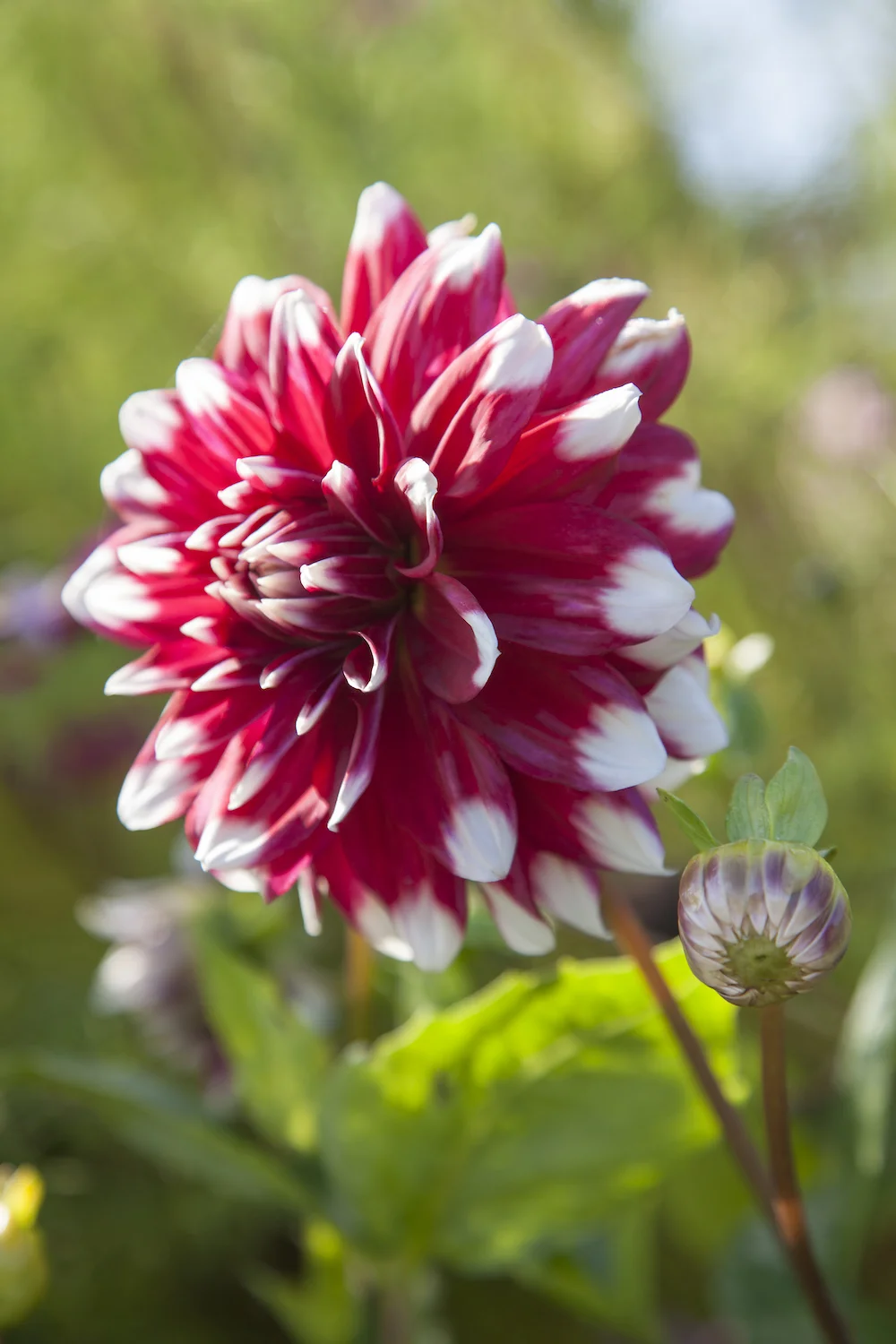 james fennell ballyfin dahlia_IMG_0214-copy.jpg