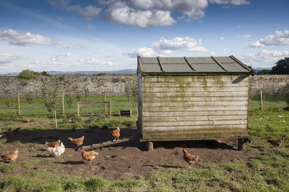 ballyfin james fennell hens.jpg