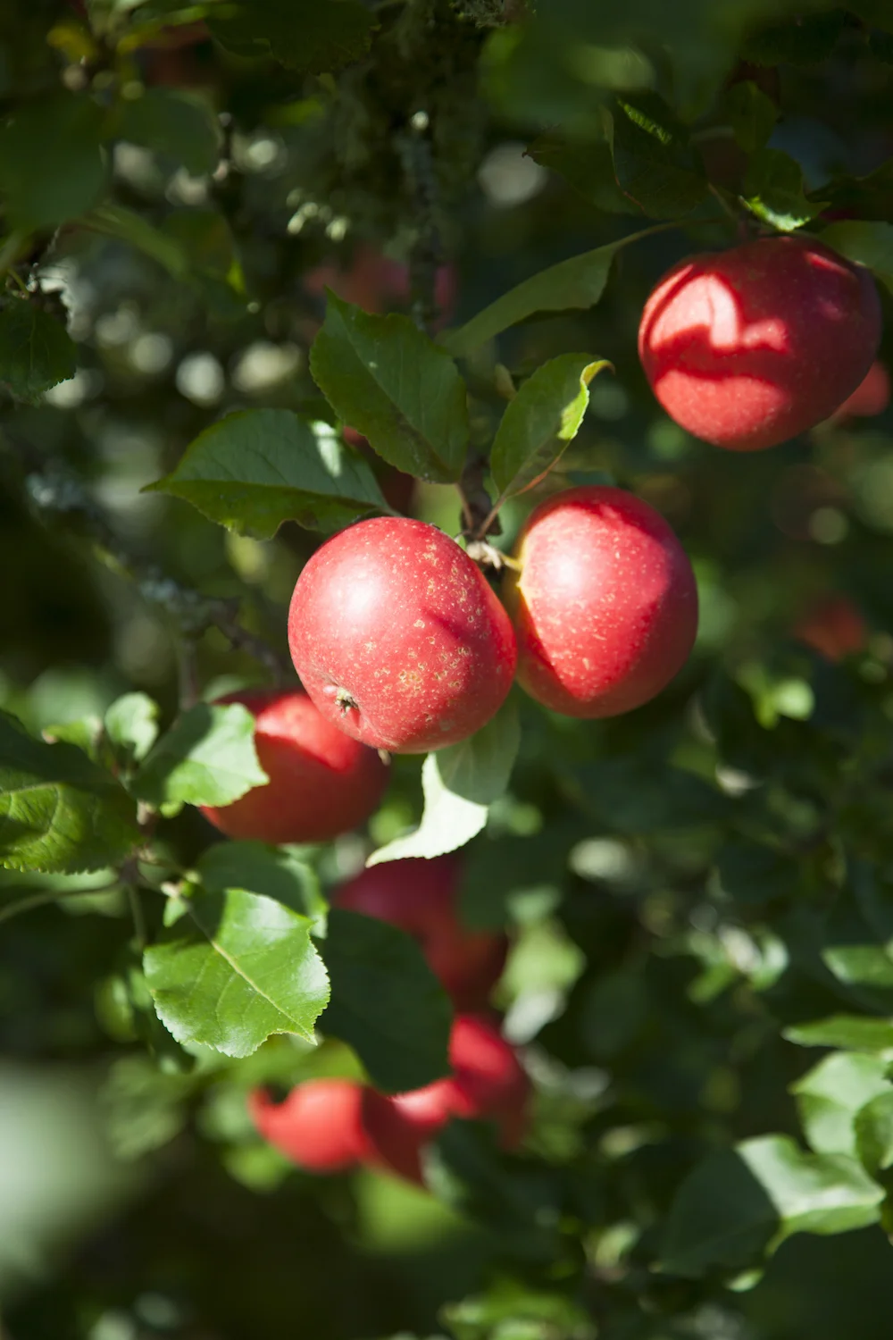 ballyfin apples james fennell