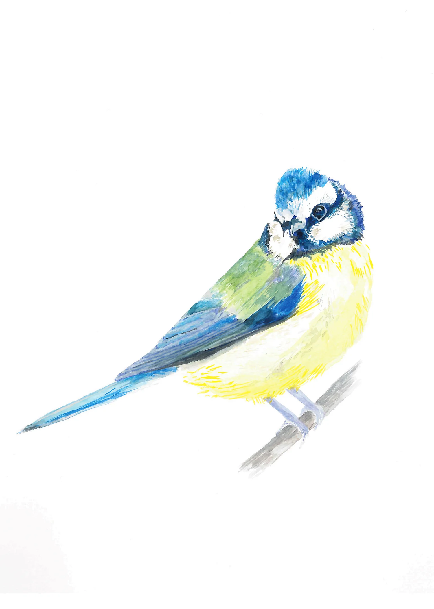 BlueTit.jpg