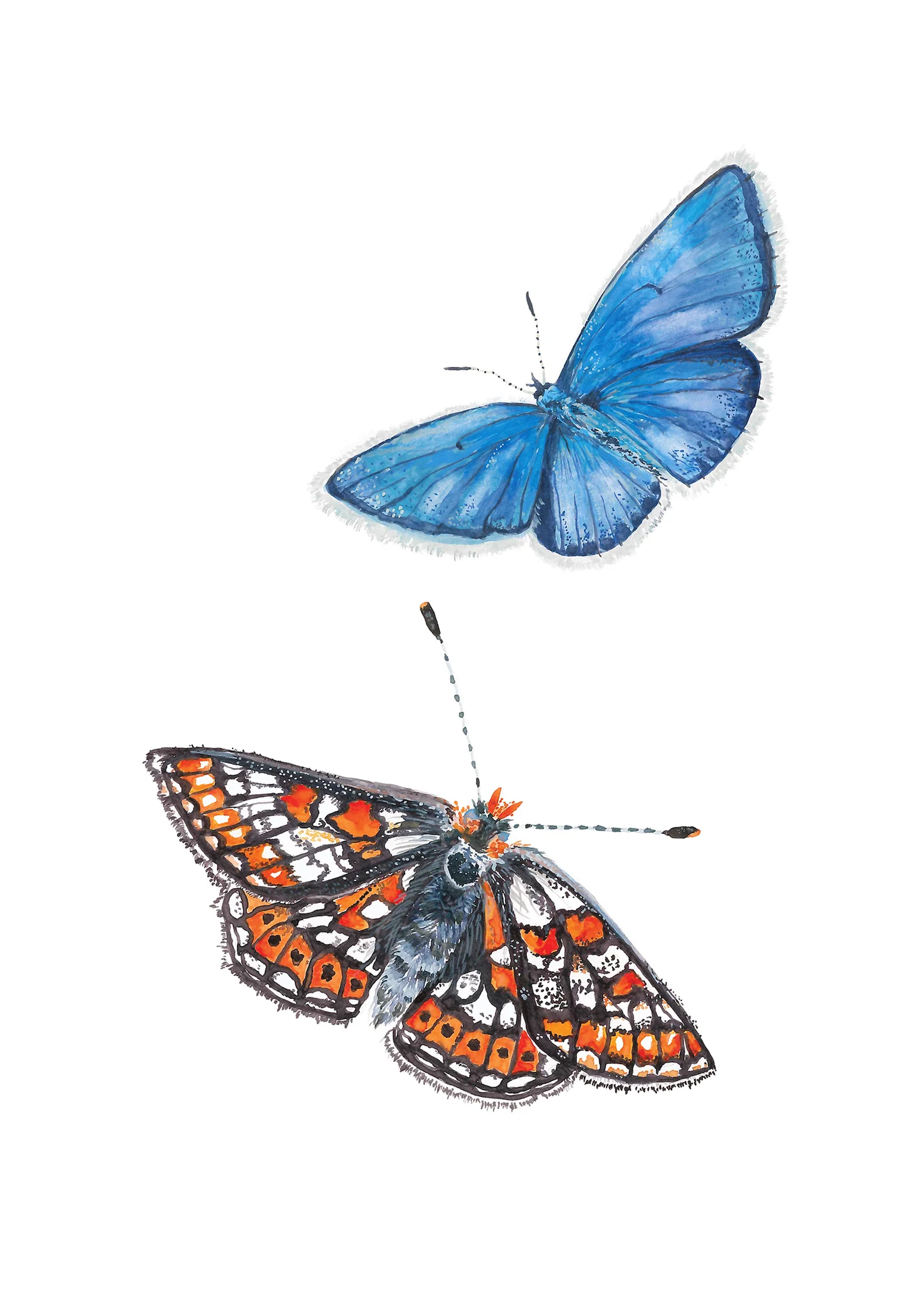 Butterflies.jpg