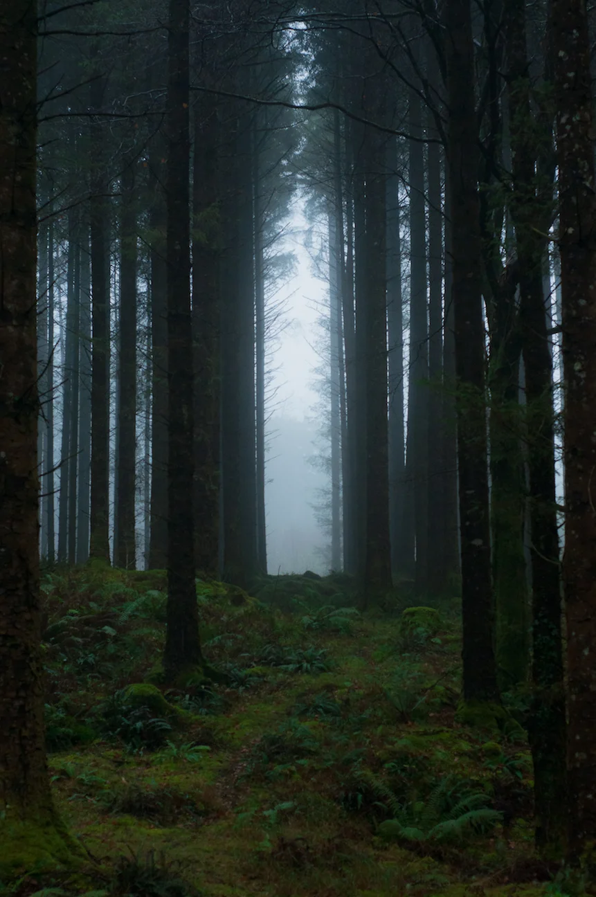 Forest & Folklore GH.jpg