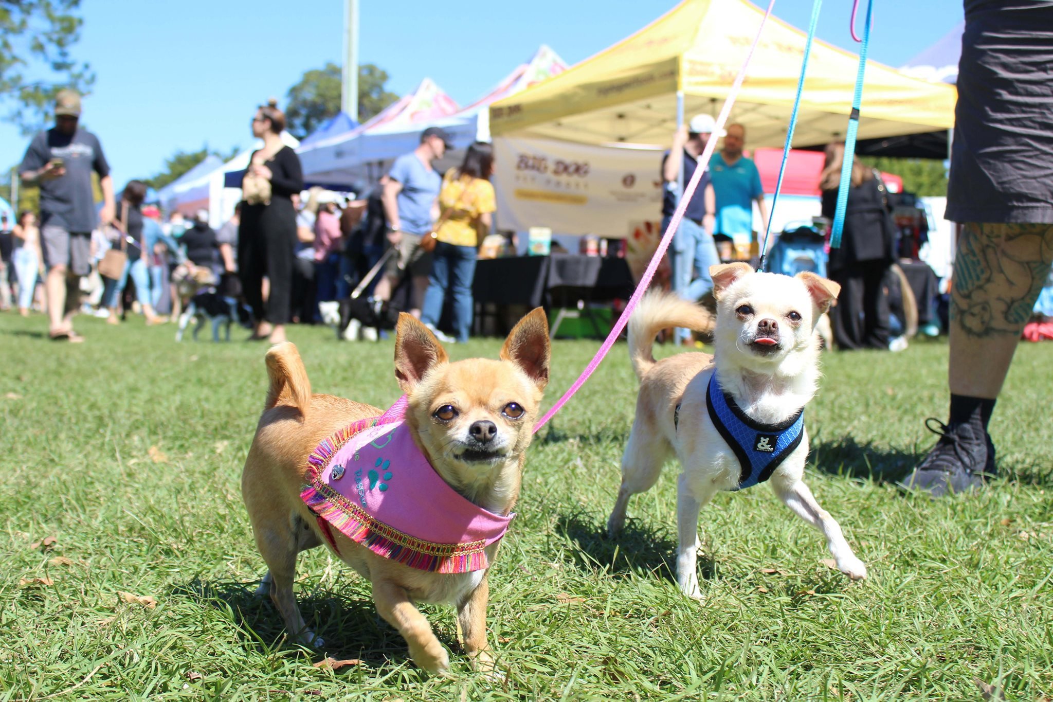 Unleash the Fun: 10 Reasons to Visit These Gold Coast Dog Markets