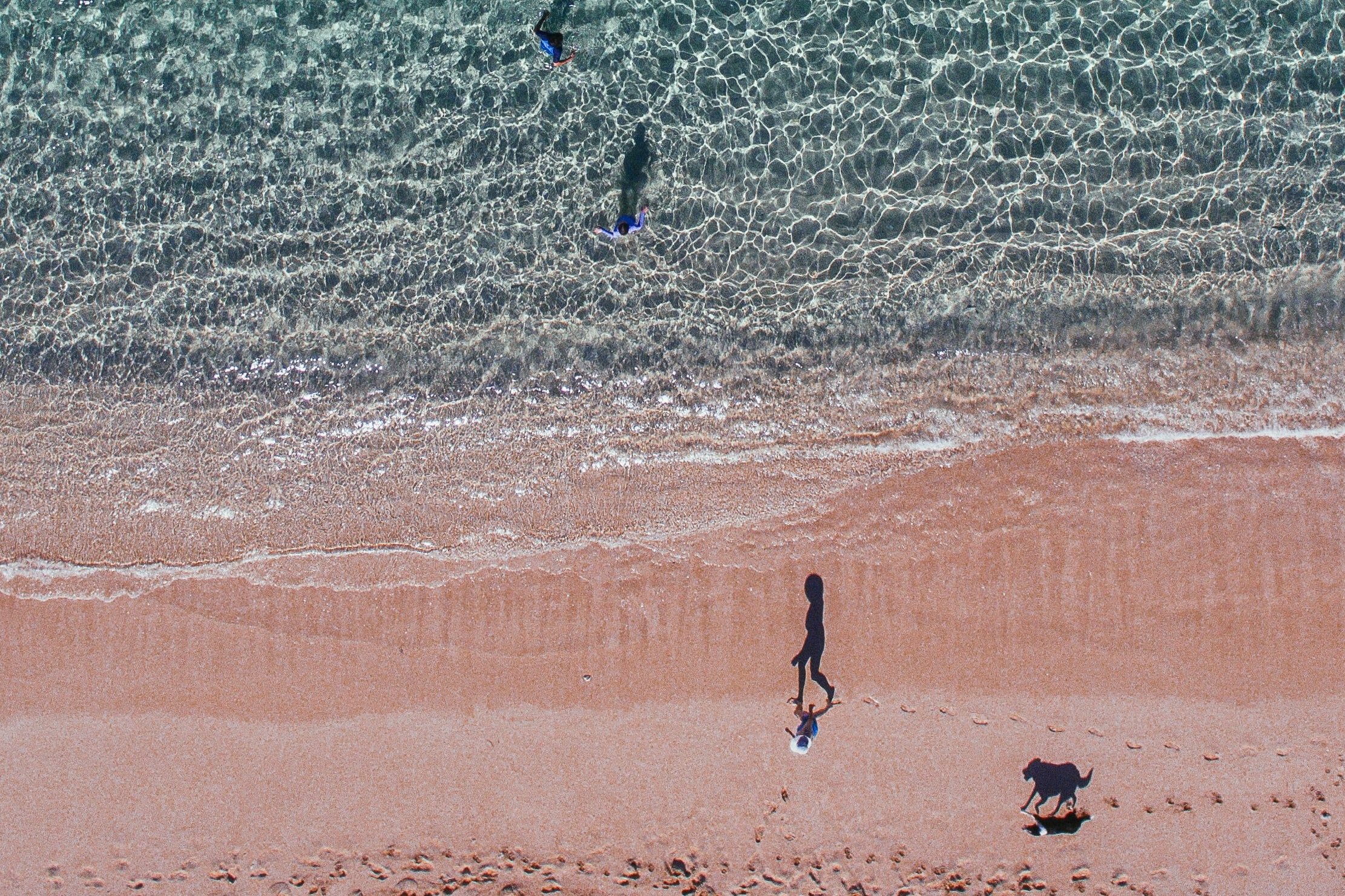 Paws in the Sand: The 3 Best Dog Beaches on the Gold Coast