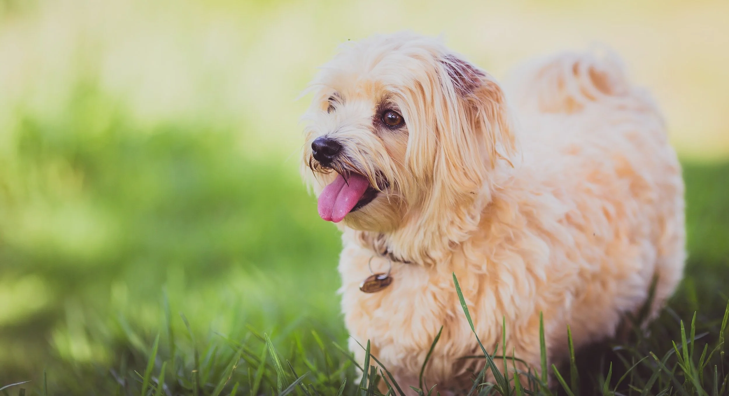 Gold Coast Dog Ownership: Understanding Local Laws and Regulations 