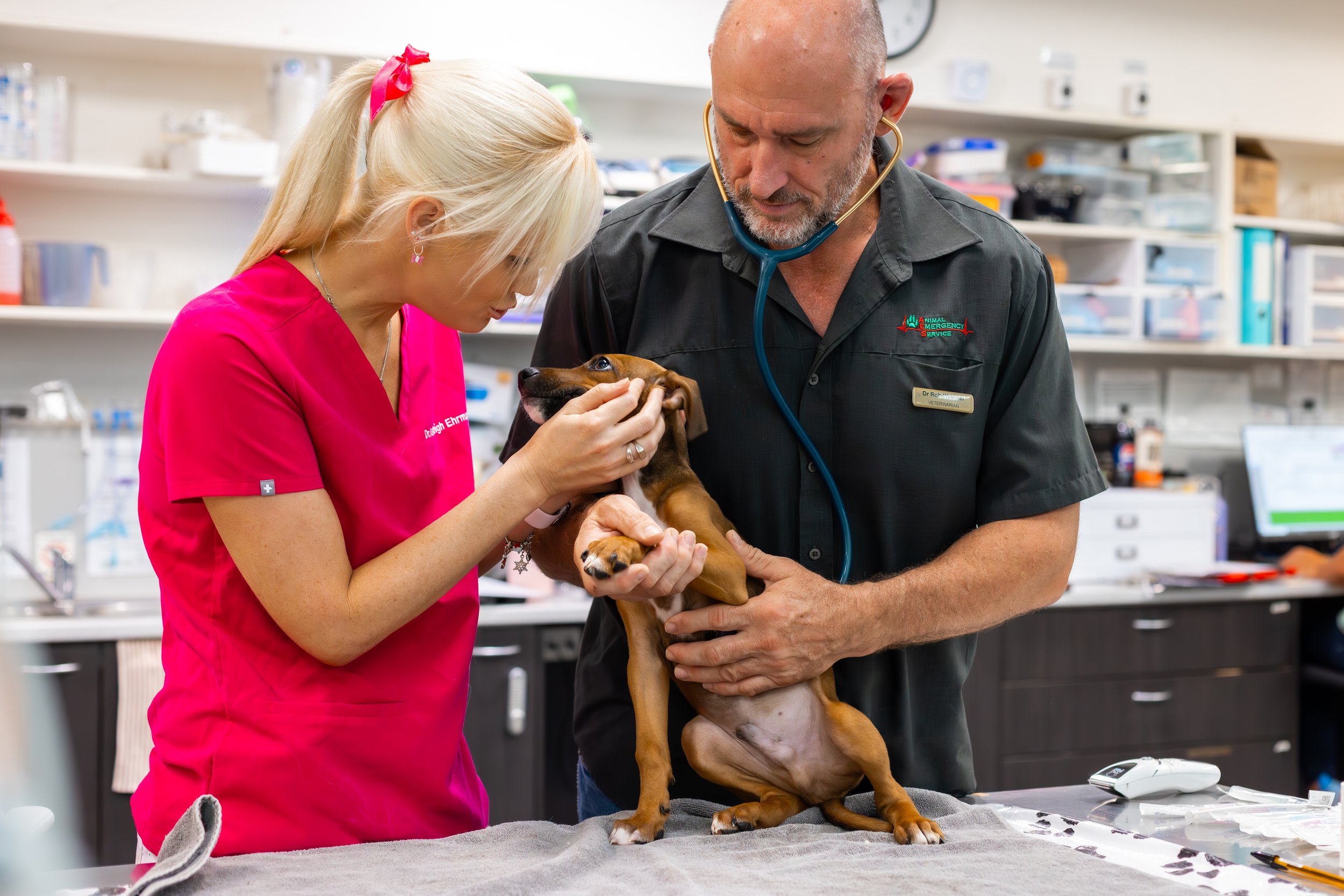 Six Years and Counting - Why we choose to Sponsor Paws at the Park