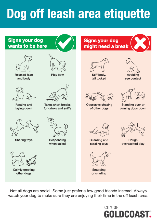 Helpful Tips for Dog Owners from the City of Gold Coast Council