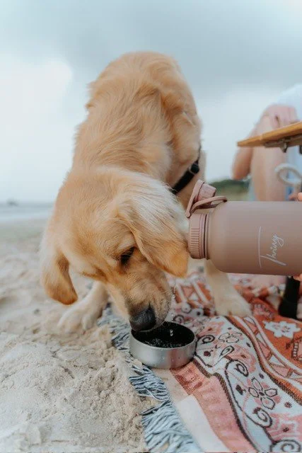 The Story Behind Thrivvy: Helping Dogs Thrive Through Better Hydration