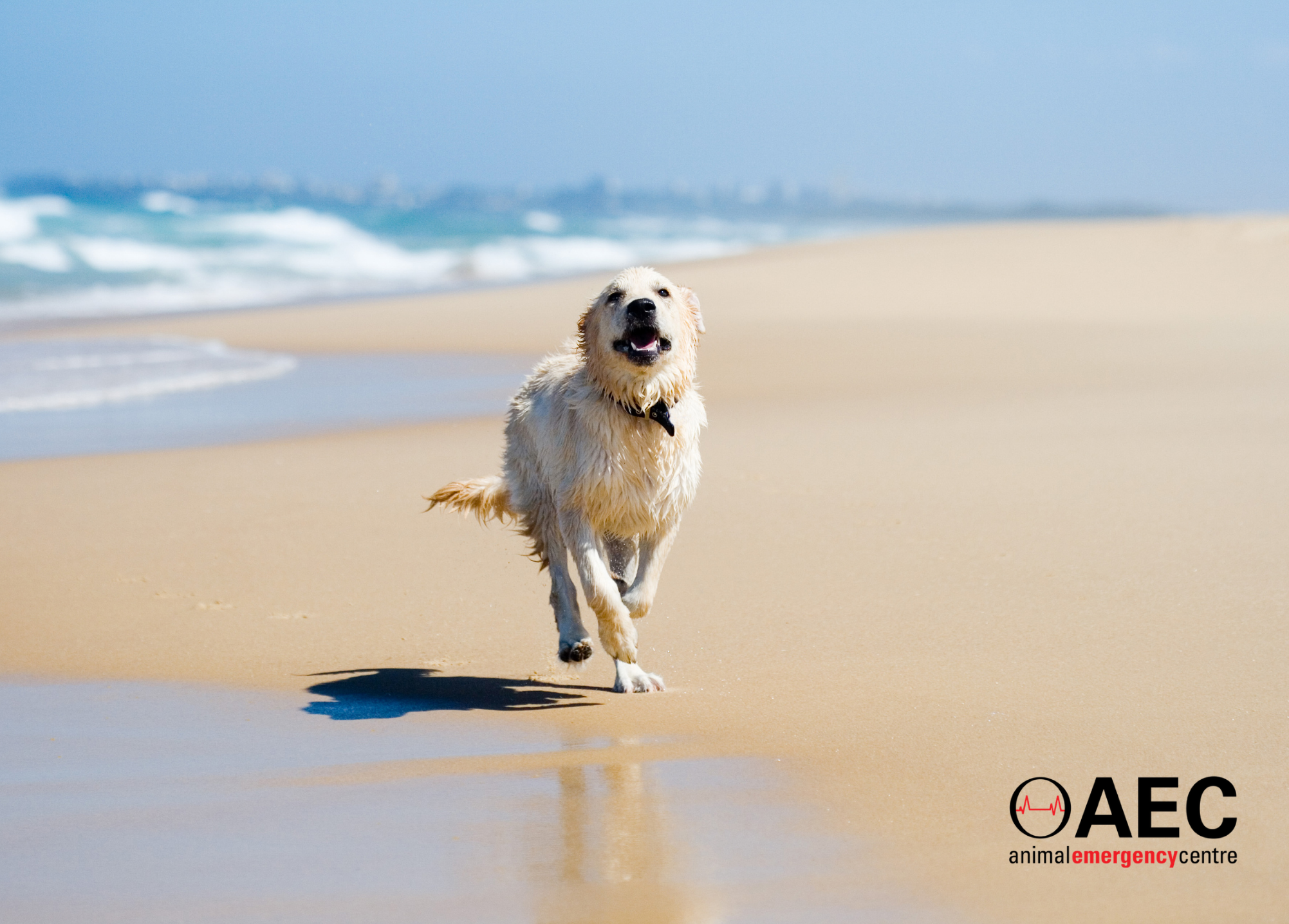 Keep Your Cool: 3 Summer Safety Tips from AEC Gold Coast Emergency Vets