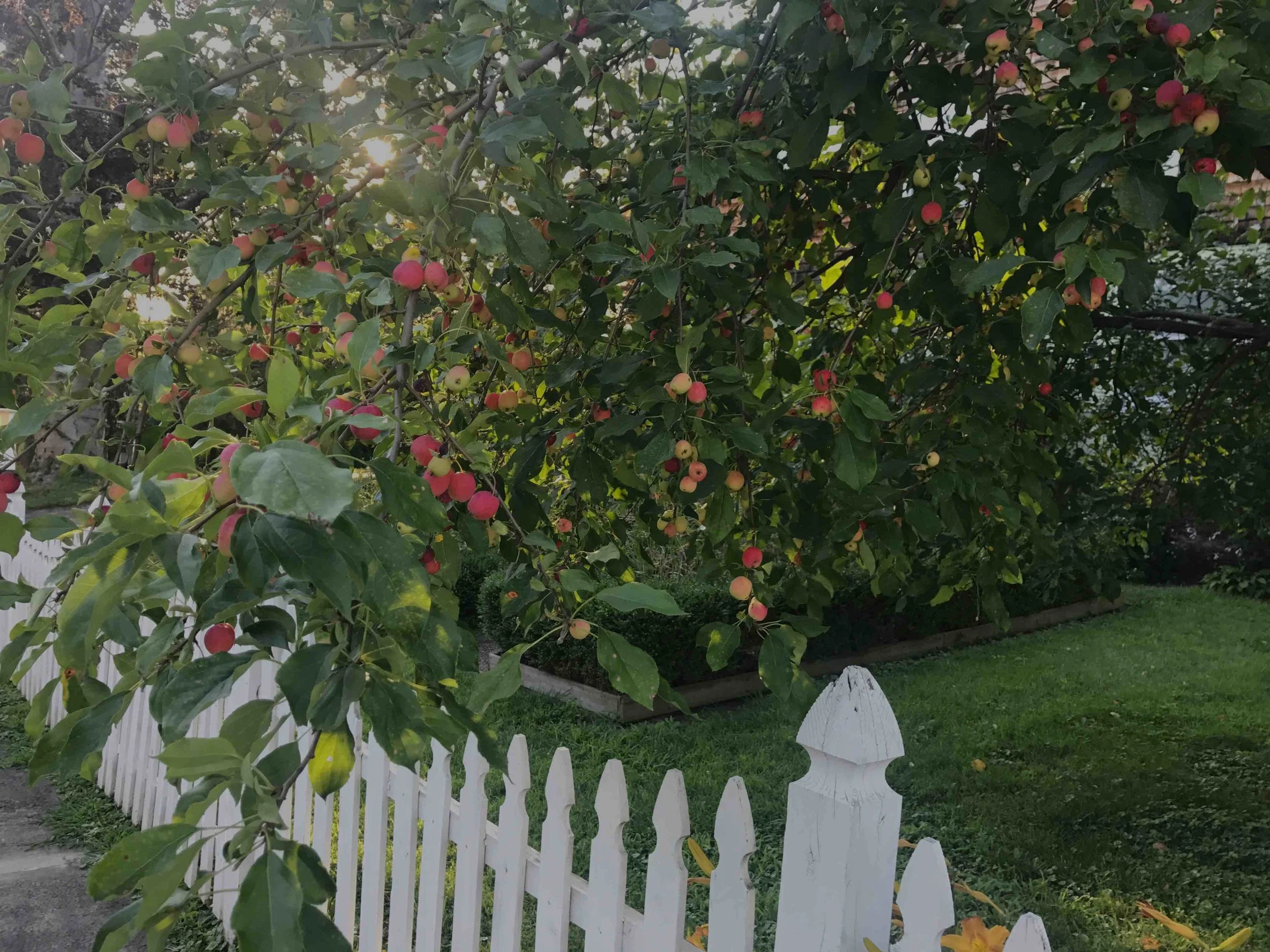 Apples.jpg
