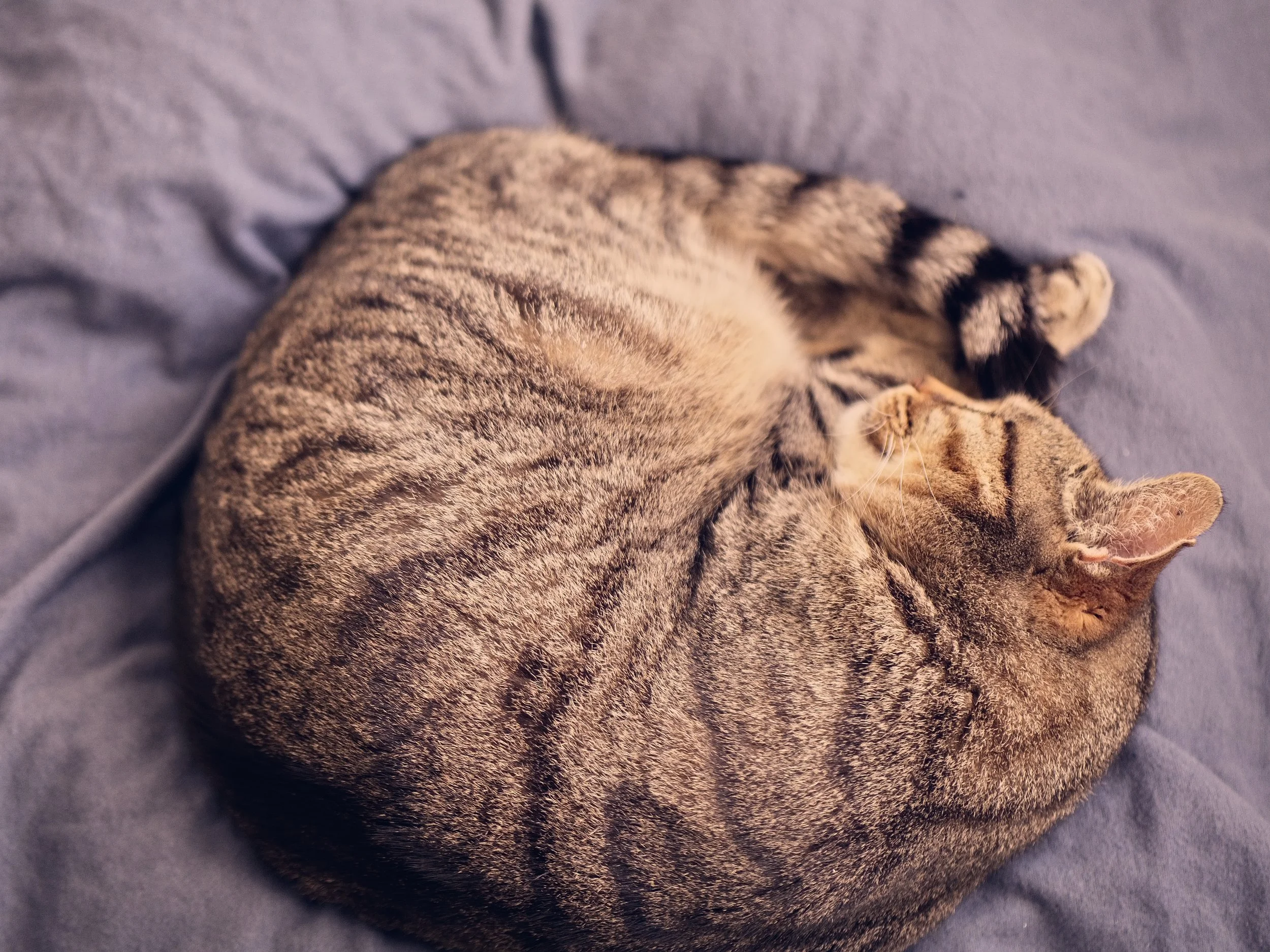 This is Pio, He is the resident MacAdams photography house cat. Book a studio session and meet him in person. 