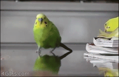budgie.gif