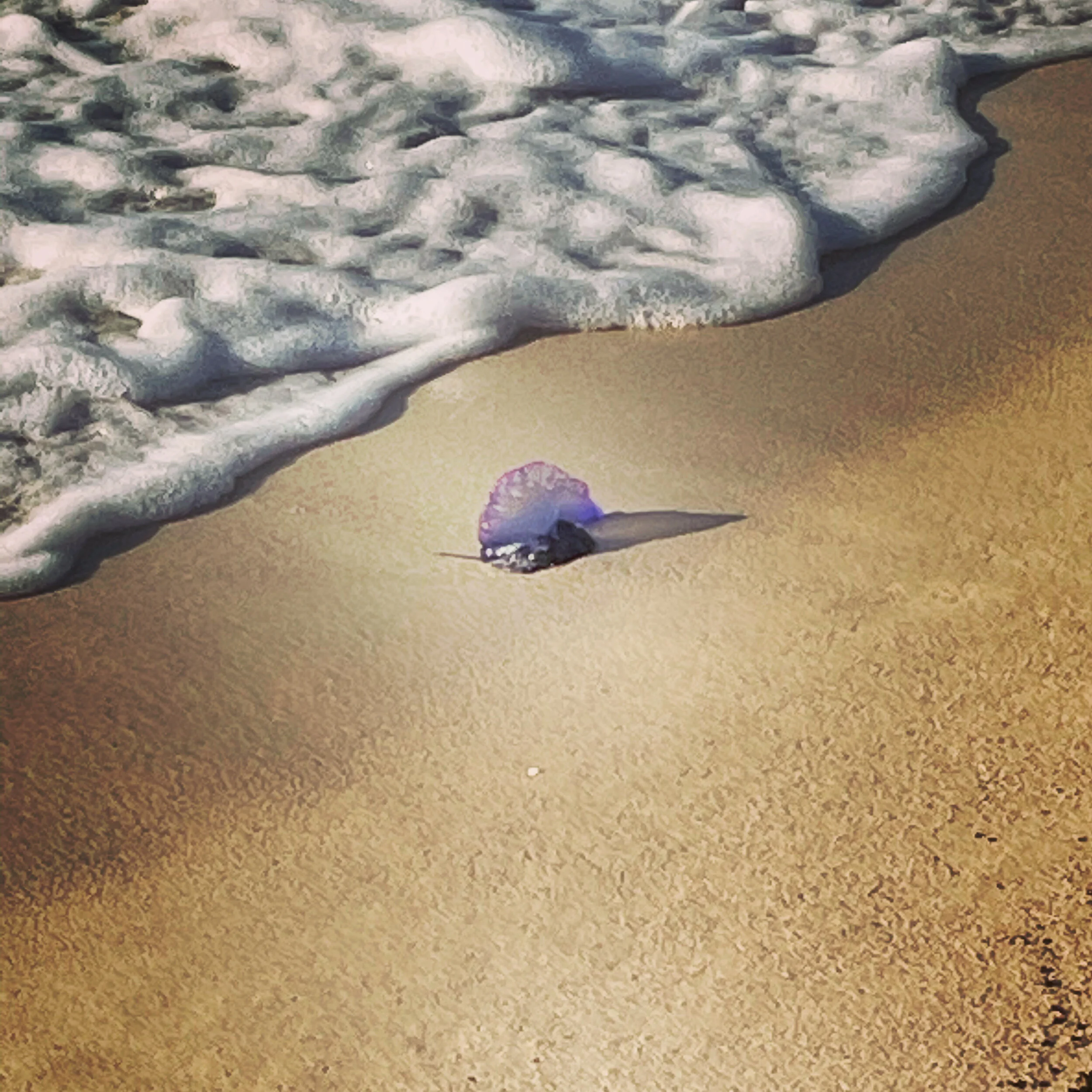 Cooperation, Creativity and the Portuguese-Man-of War